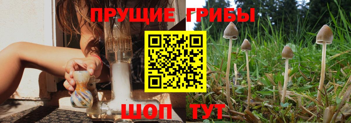 Гудермес  Галлюциногенные грибы Cubensis  Вход с VPN 